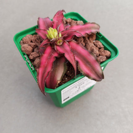 Cryptanthus 'Roter Stern'