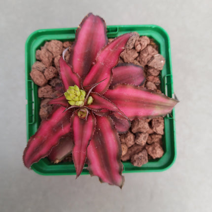 Cryptanthus 'Roter Stern'
