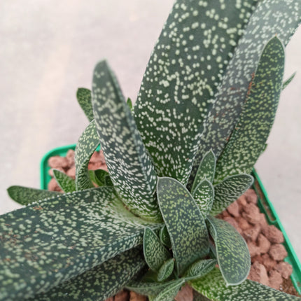 Gasteria carinata var. warty