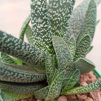Gasteria carinata var. warty