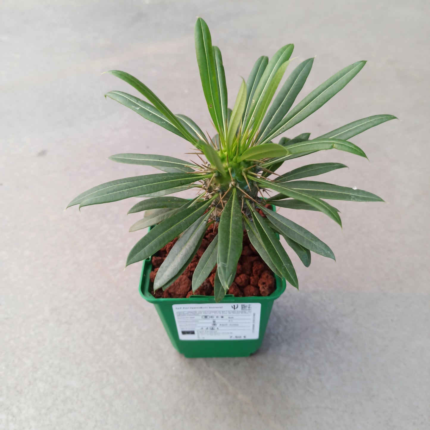 Pachypodium lamerei