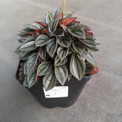 Peperomia silver shine 'M' y 'L'