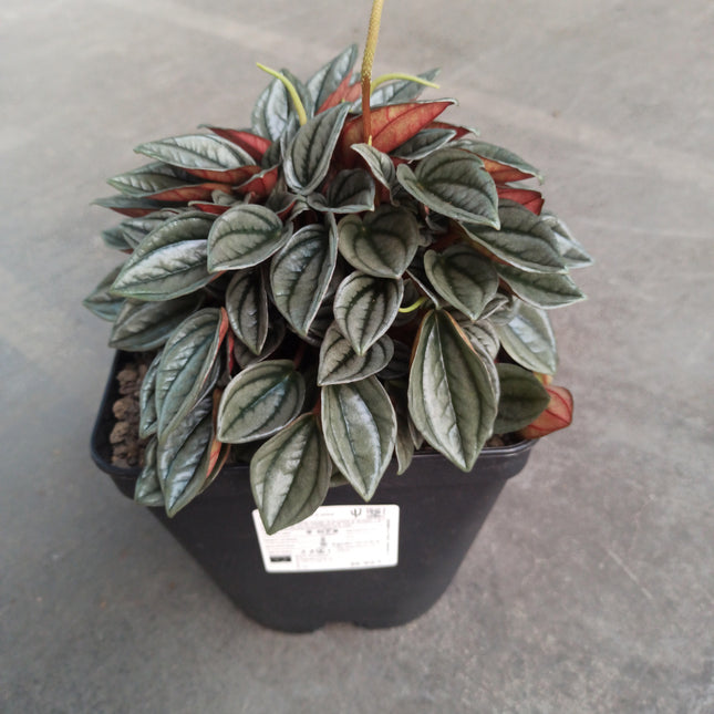 Peperomia silver shine 'M' y 'L'