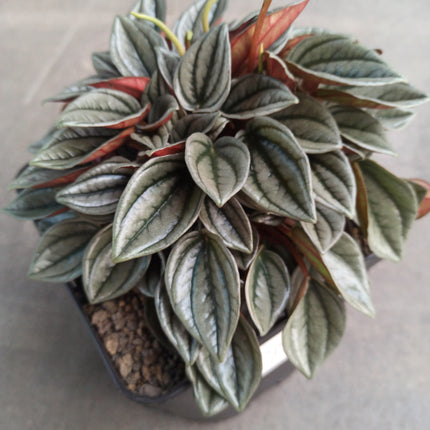 Peperomia silver shine 'M' y 'L'