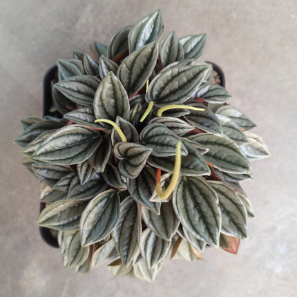 Peperomia silver shine 'M' y 'L'