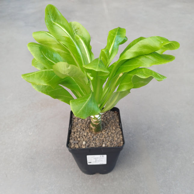Brighamia insignis