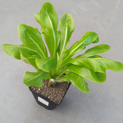 Brighamia insignis 16 x 16 'L' 