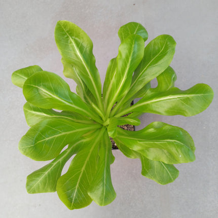 Brighamia insignis 16 x 16 'L' 
