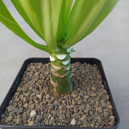 Brighamia insignis 16 x 16 'L' 