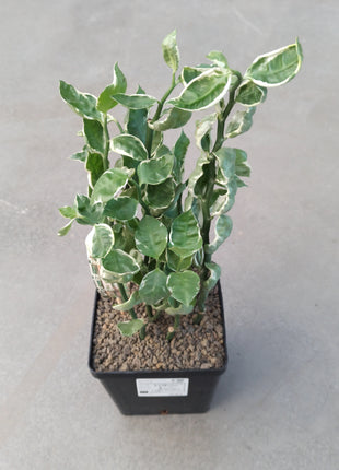 Euphorbia tithymaloides 'Mystery Planet' "L"