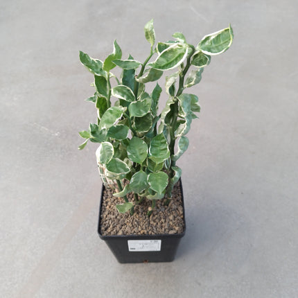 Euphorbia tithymaloides 'Mystery Planet' "L"