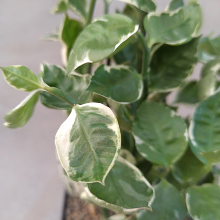 Euphorbia tithymaloides 'Mystery Planet' "L"