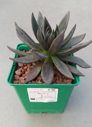 Echeveria affines