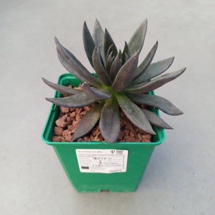 Echeveria affins
