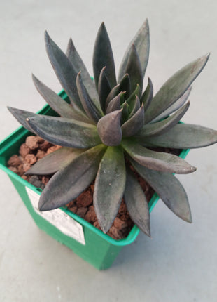 Echeveria affines