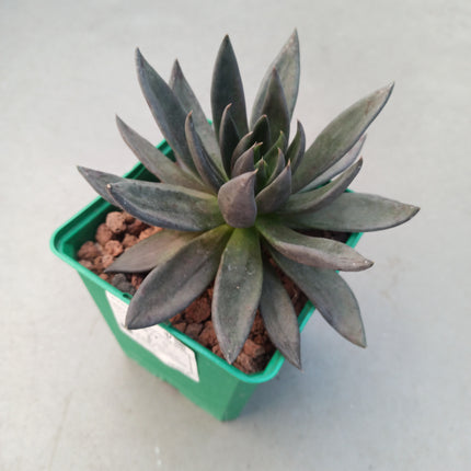 Echeveria affins