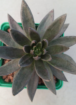 Echeveria affines