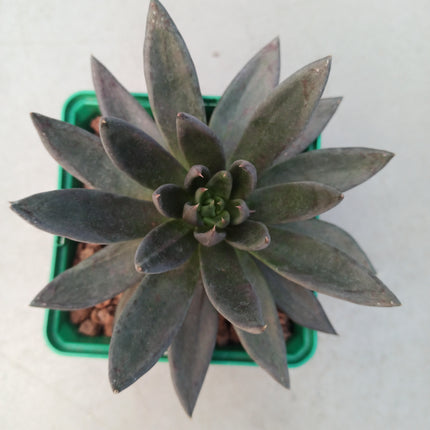 Echeveria affins