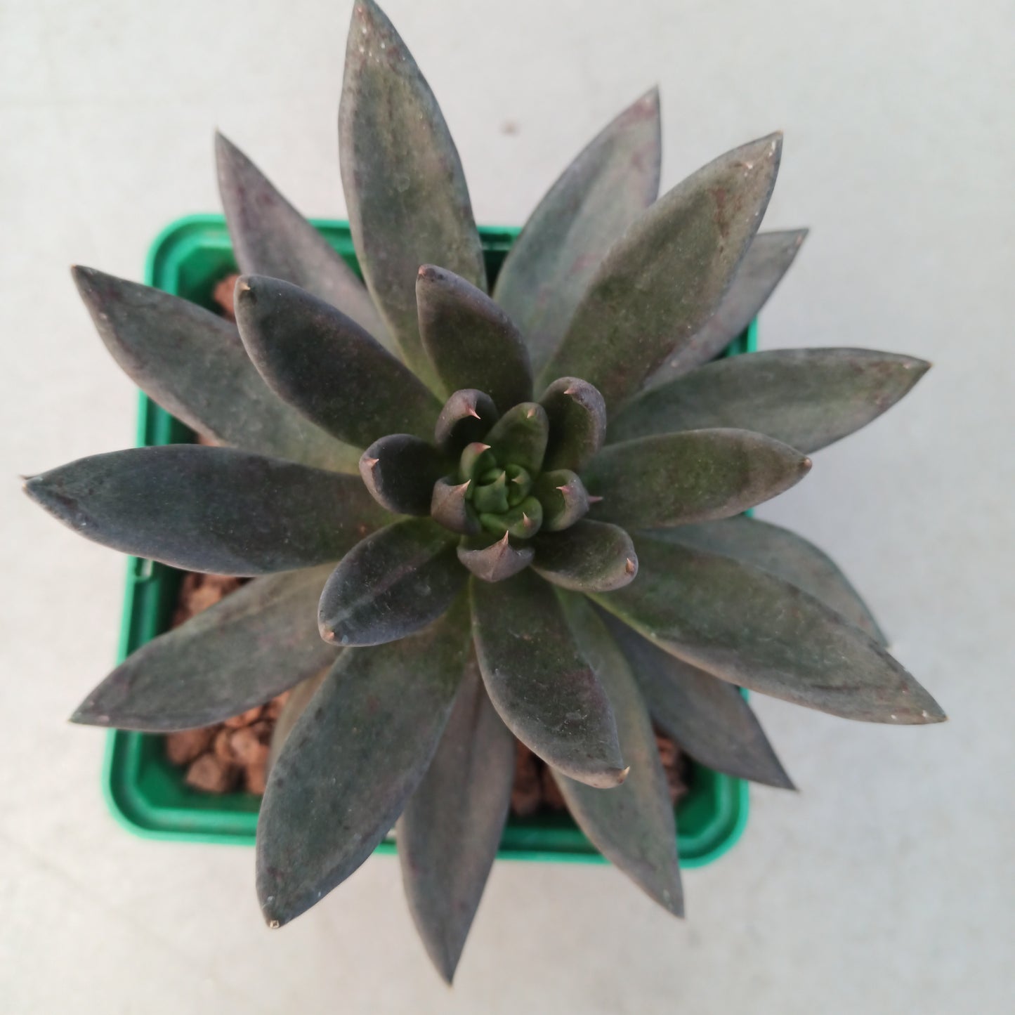 Echeveria affines