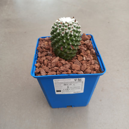 Mammillaria polythele "toluca"