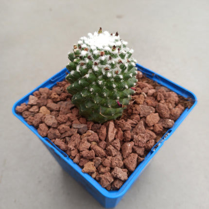 Mammillaria polythele "toluca"