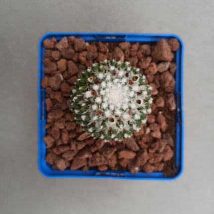 Mammillaria polythele "toluca"
