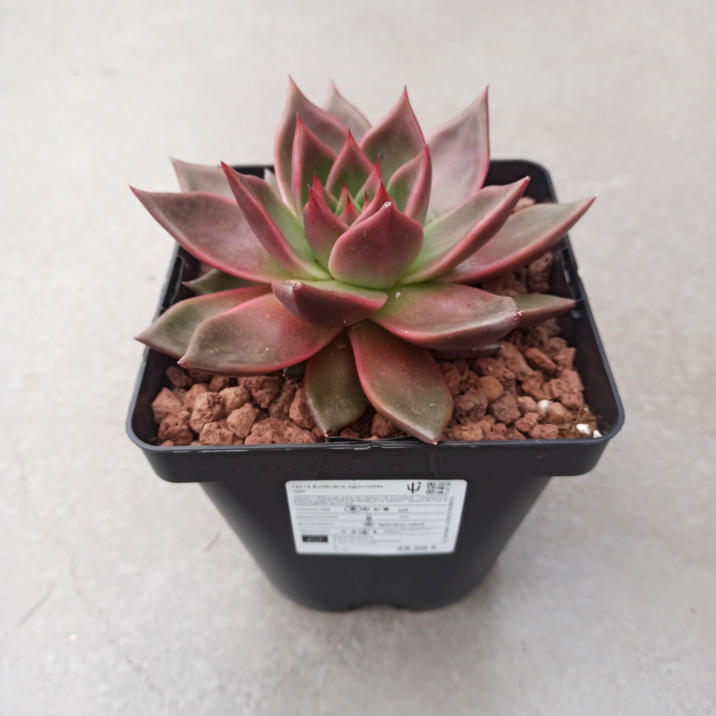 Echeveria agavoides