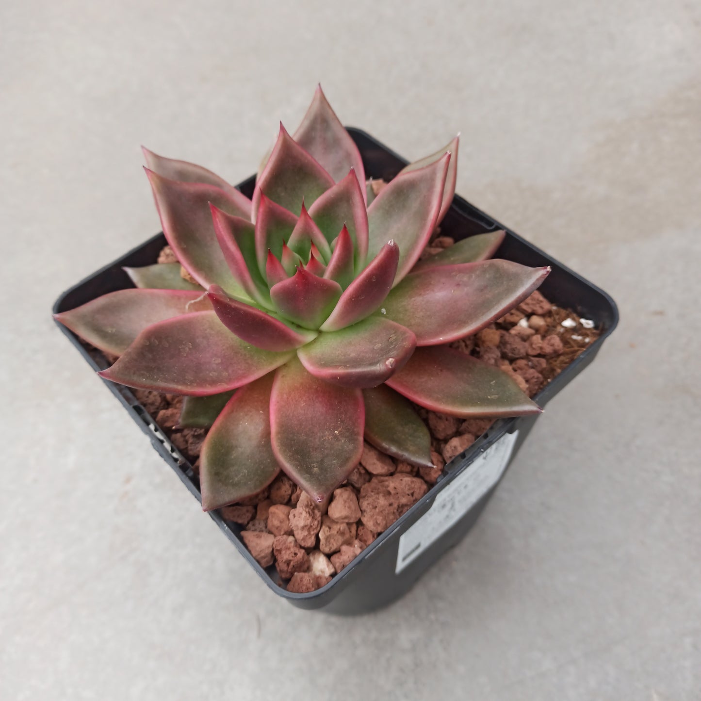 Echeveria agavoides