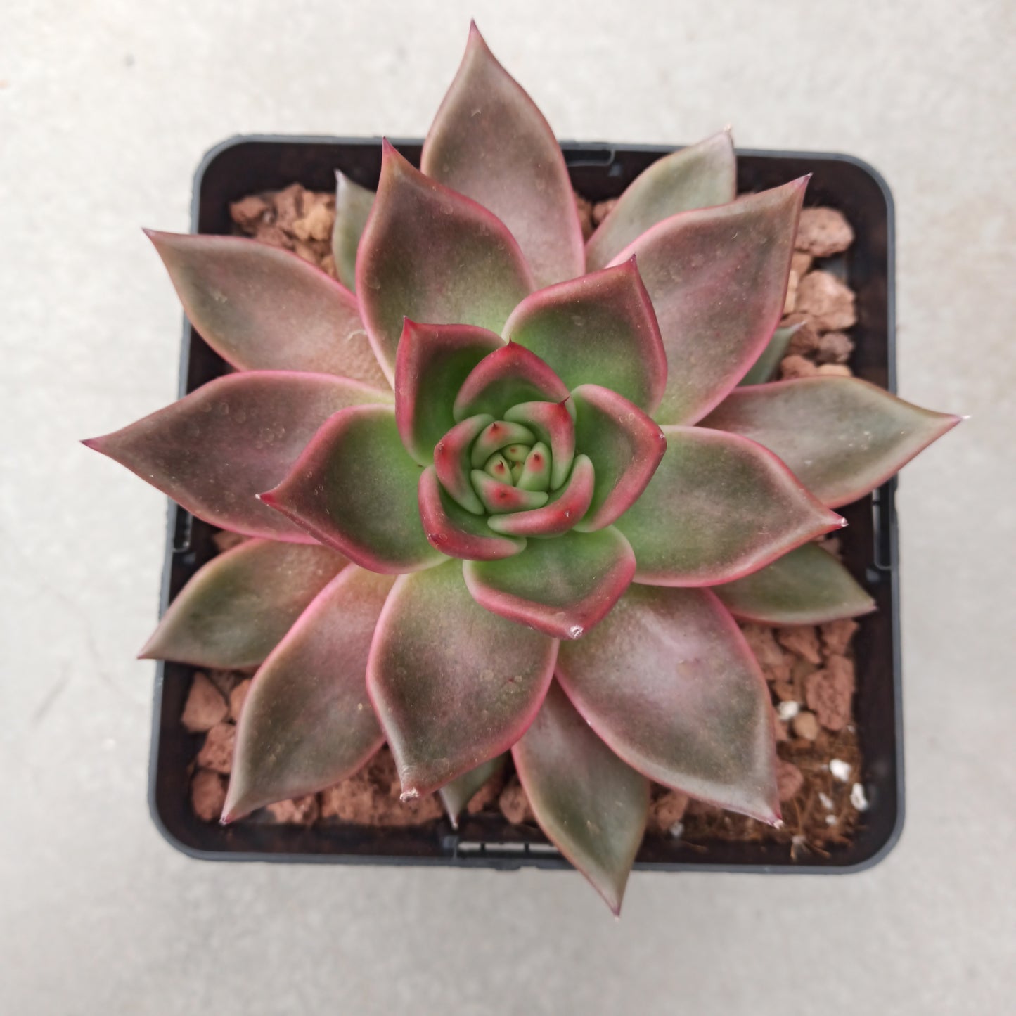 Echeveria agavoides