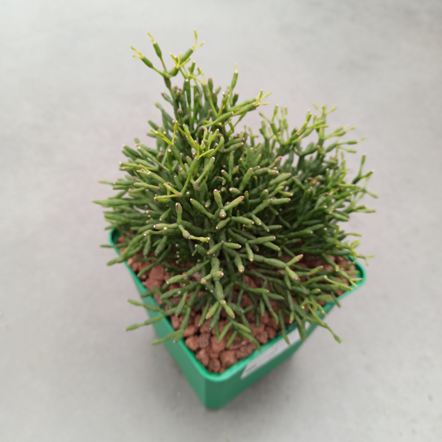 Rhipsalis teres 'M'