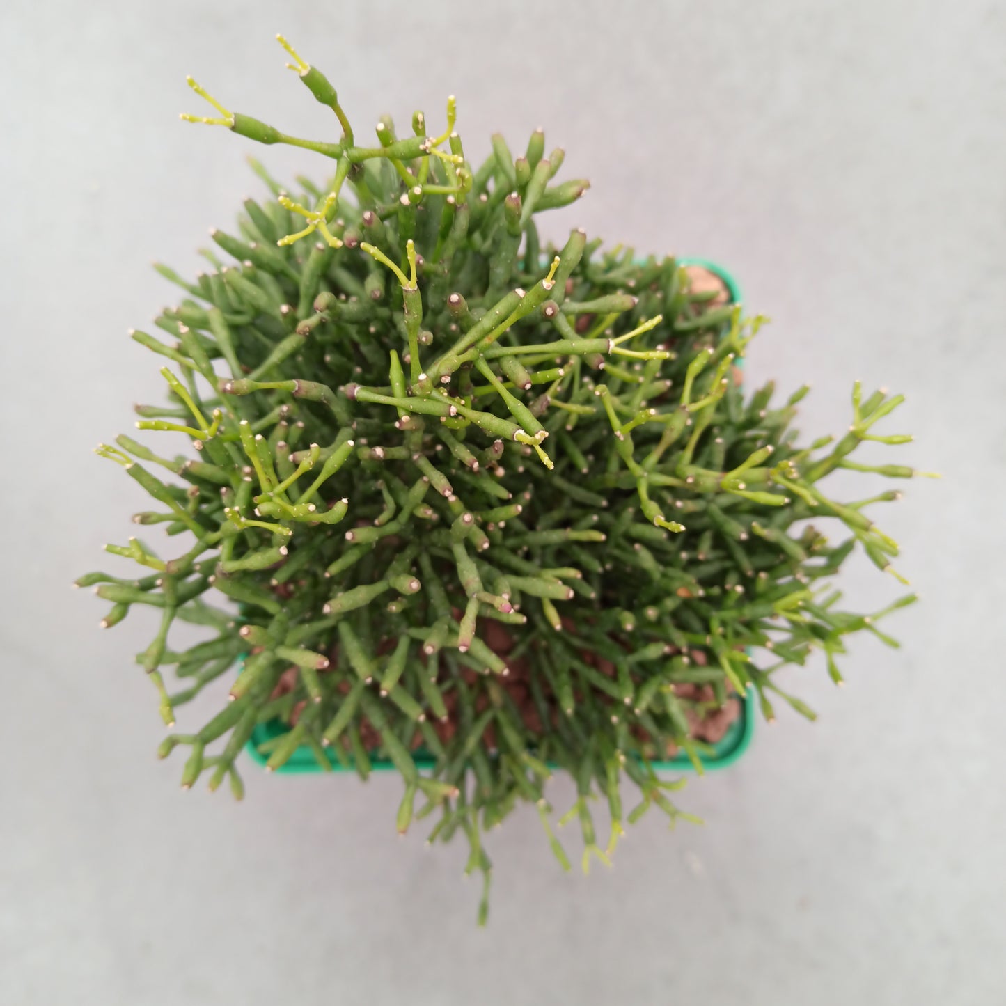 Rhipsalis teres 'M' 