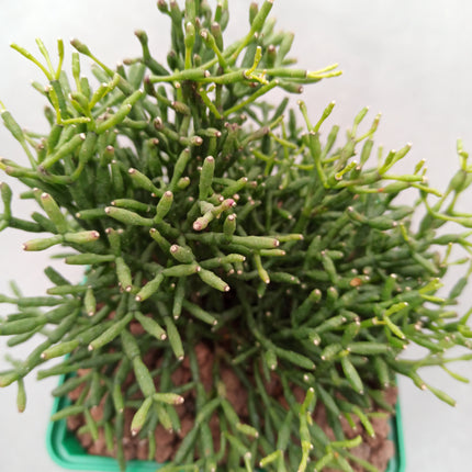 Rhipsalis teres 'M'