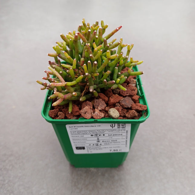 Rhipsalis baccifera var. horrida