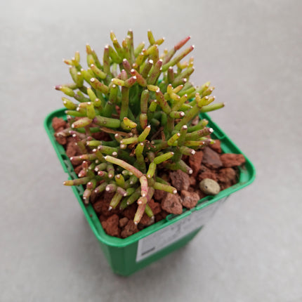 Rhipsalis baccifera var. horrida