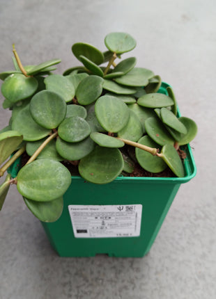 Peperomia hope