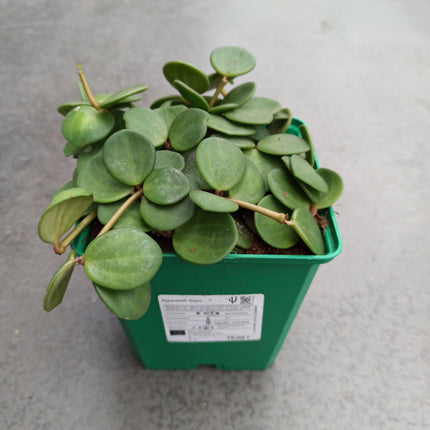 Peperomia hope
