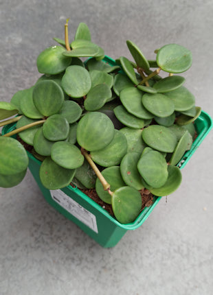 Peperomia hope