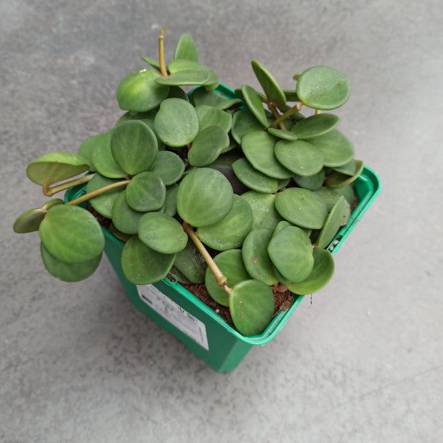 Peperomia hope