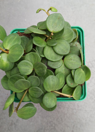 Peperomia hope