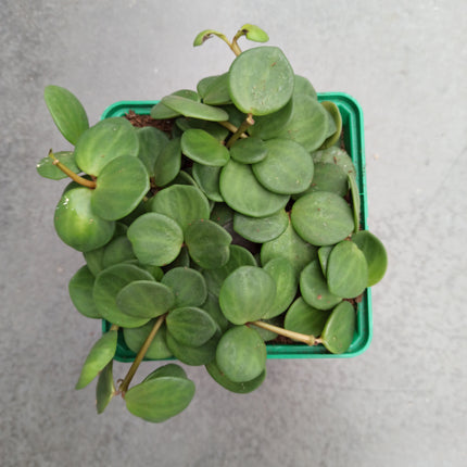 Peperomia hope
