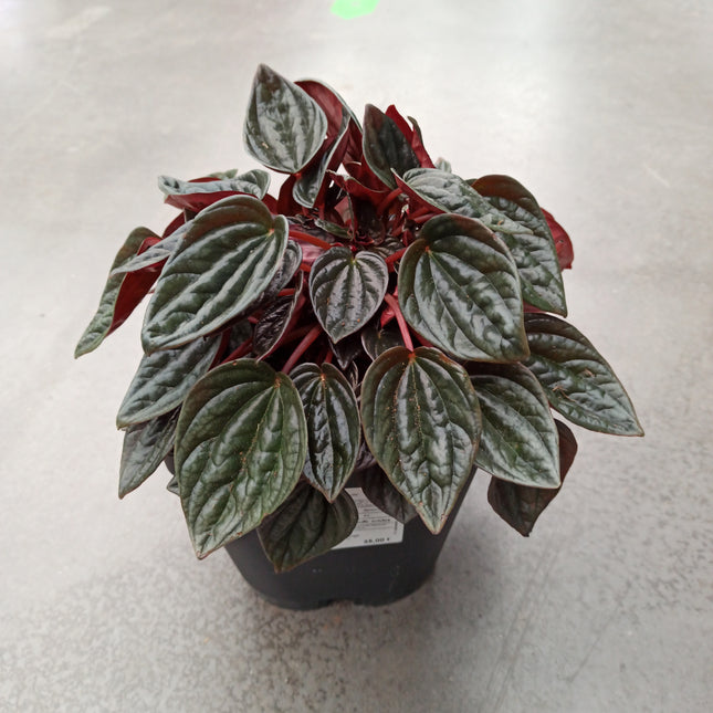 Peperomia caperata 'brasilia' 16 x 16 "L"
