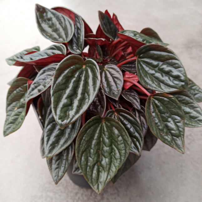 Peperomia caperata 'brasilia' 16 x 16 "L"