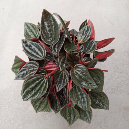 Peperomia caperata 'brasilia' 16 x 16"L"