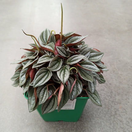 Peperomia silver shine 'M' y 'L'