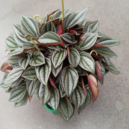 Peperomia silver shine 'M' y 'L'