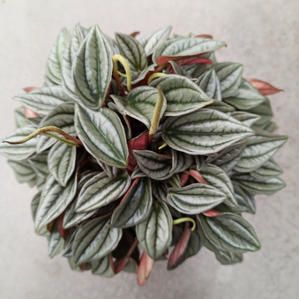 Peperomia silver shine 'M' y 'L'