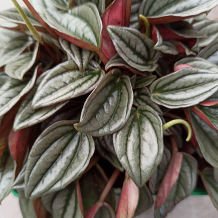 Peperomia silver shine 'M' y 'L'