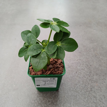 Schefflera arboricola 'S'