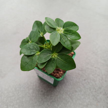 Schefflera arboricola 'S'