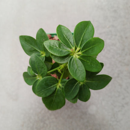 Schefflera arboricola 'S'